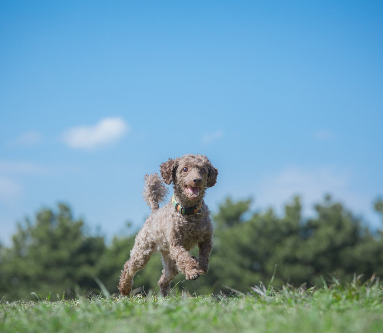 グルテンフリーのドッグフードで愛犬の健康を守ろう
