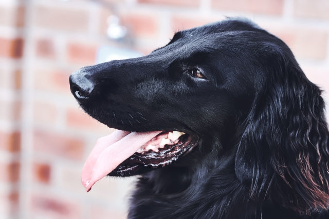 黒い犬の飼い主必見!美しい被毛の維持におすすめの専用ドッグフード