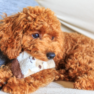 愛犬の毛の色が変わる?退色の理由と赤い被毛専用フードの紹介