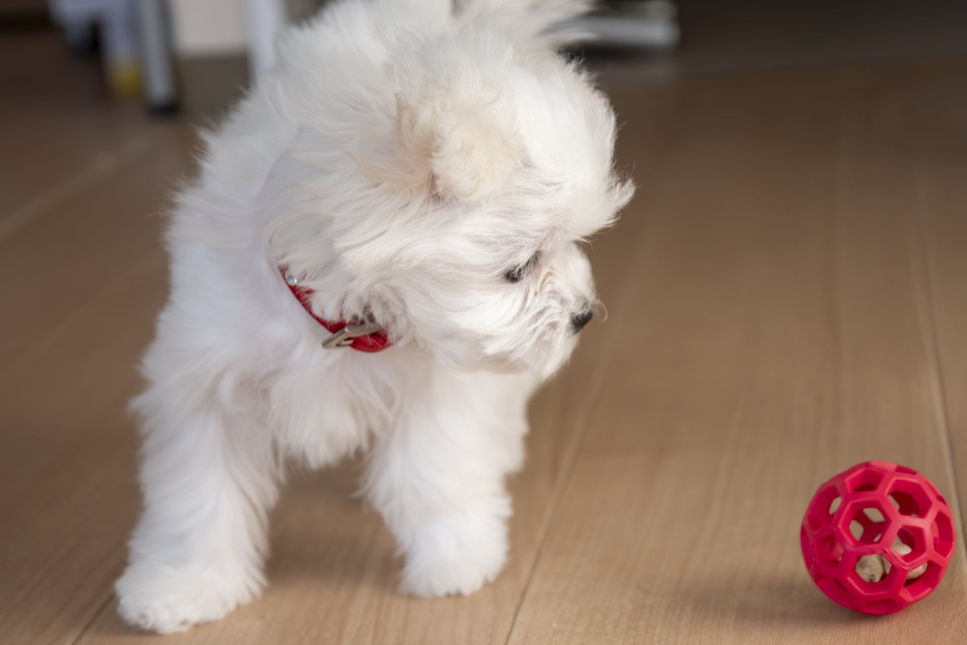 犬の涙やけはなぜできる?原因の解説とドッグフード・シャンプーの紹介