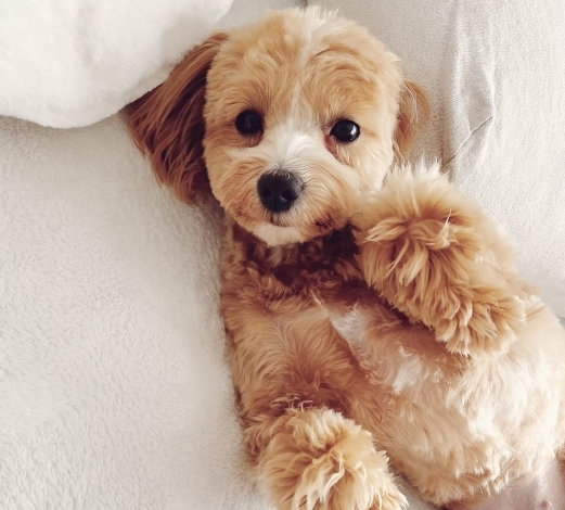 犬猫用のクレイマスク(泥パック)で優しく涙やけケア!