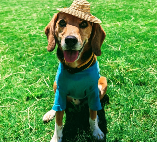 愛犬の夏バテ予防に!見分け方と食事|おすすめウェットフードを紹介