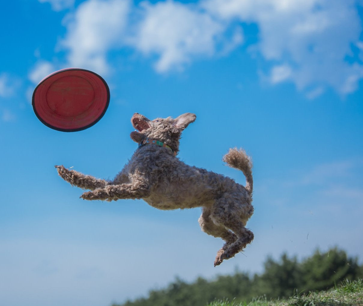 グレインフリーのドッグフードで涙やけを改善しましょう!