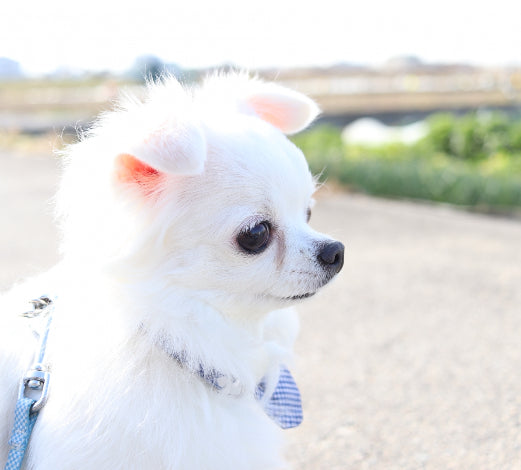 子犬の頃から白さをキープ!パピー期におすすめドッグフード