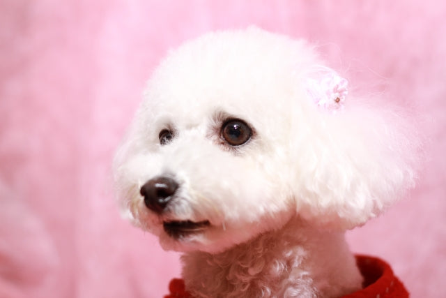 ホワイトコートにおすすめ!犬用ホワイトニングシャンプーとは?