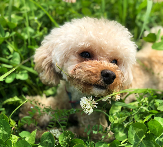 花粉と黄砂による愛犬の涙やけ対策に!ドッグフードとミストの紹介