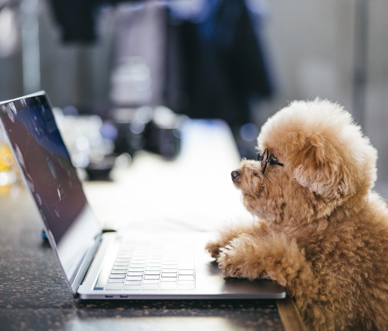 愛犬の毛並みパサつき解消!栄養とケアで取り戻す毛艶の秘訣