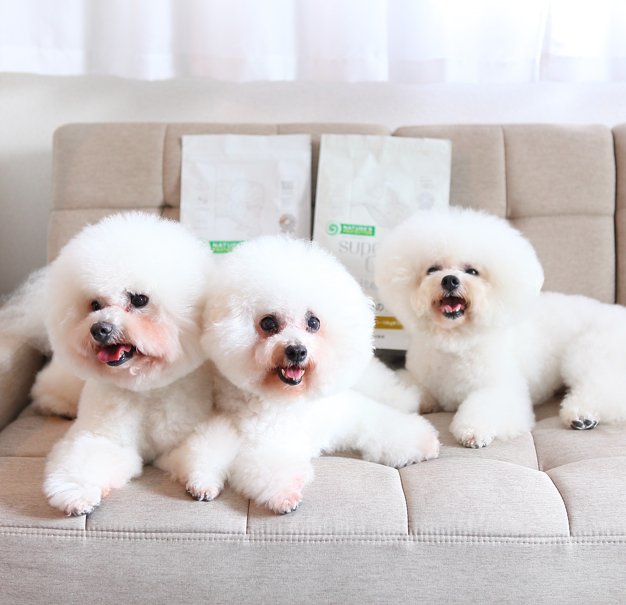 さようなら、多めのよだれ!犬の清潔さを保つためのテクニック