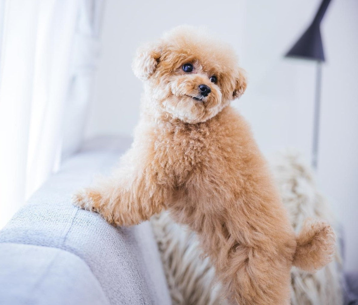 【最新】犬の涙やけの正しい原因とその解消方法: ドッグフードのプロが徹底解説