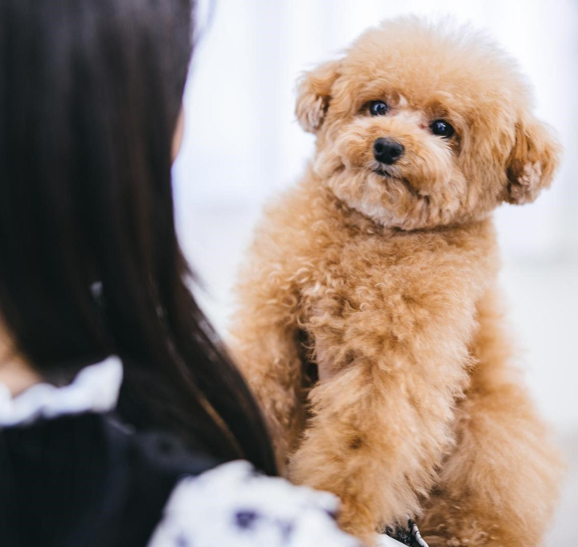 食事が鍵!愛犬の涙やけにはドッグフードの見直しを