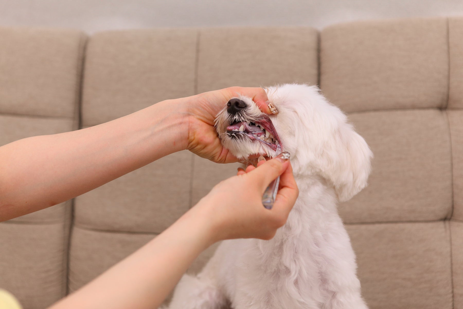 TAURO ホワイトクレイ 犬猫用 歯磨き粉 100ml