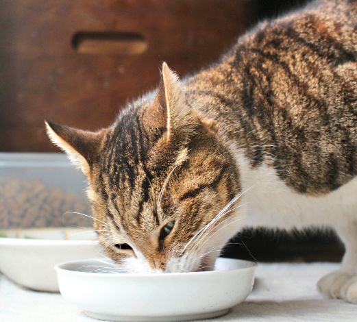 キャットフードの選び方、ポイントとは？おすすめの商品紹介