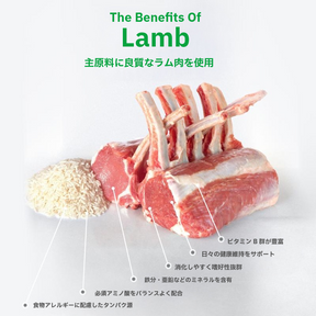 ホワイトドッグ ラム アダルト 4kg